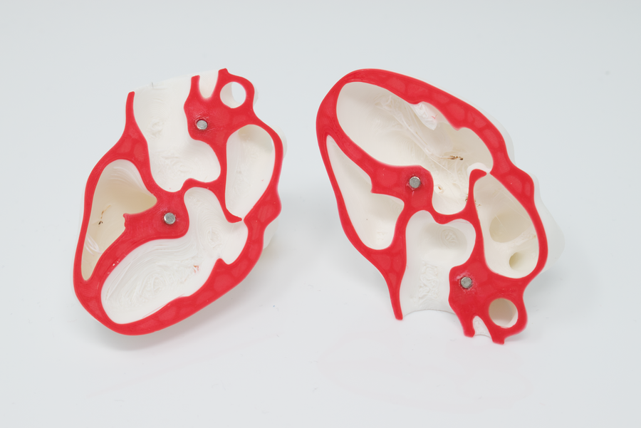 POCUS Heart Slice Models (Set of 3)